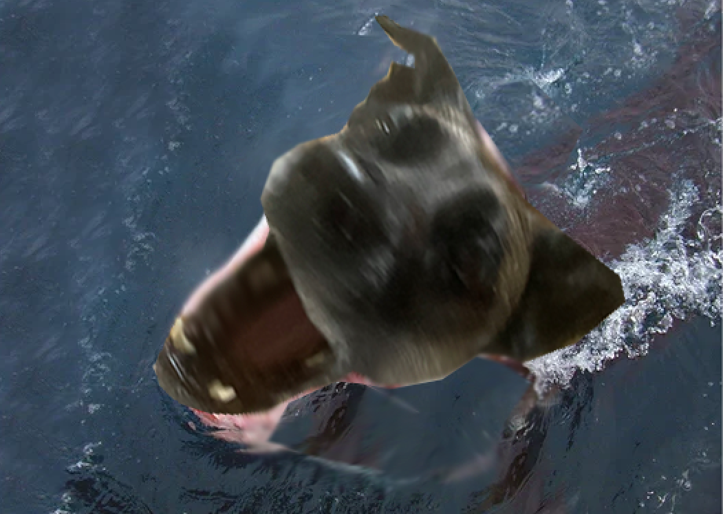 shark dog